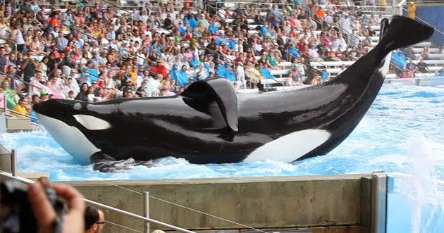 Blackfish: Fúria Animal